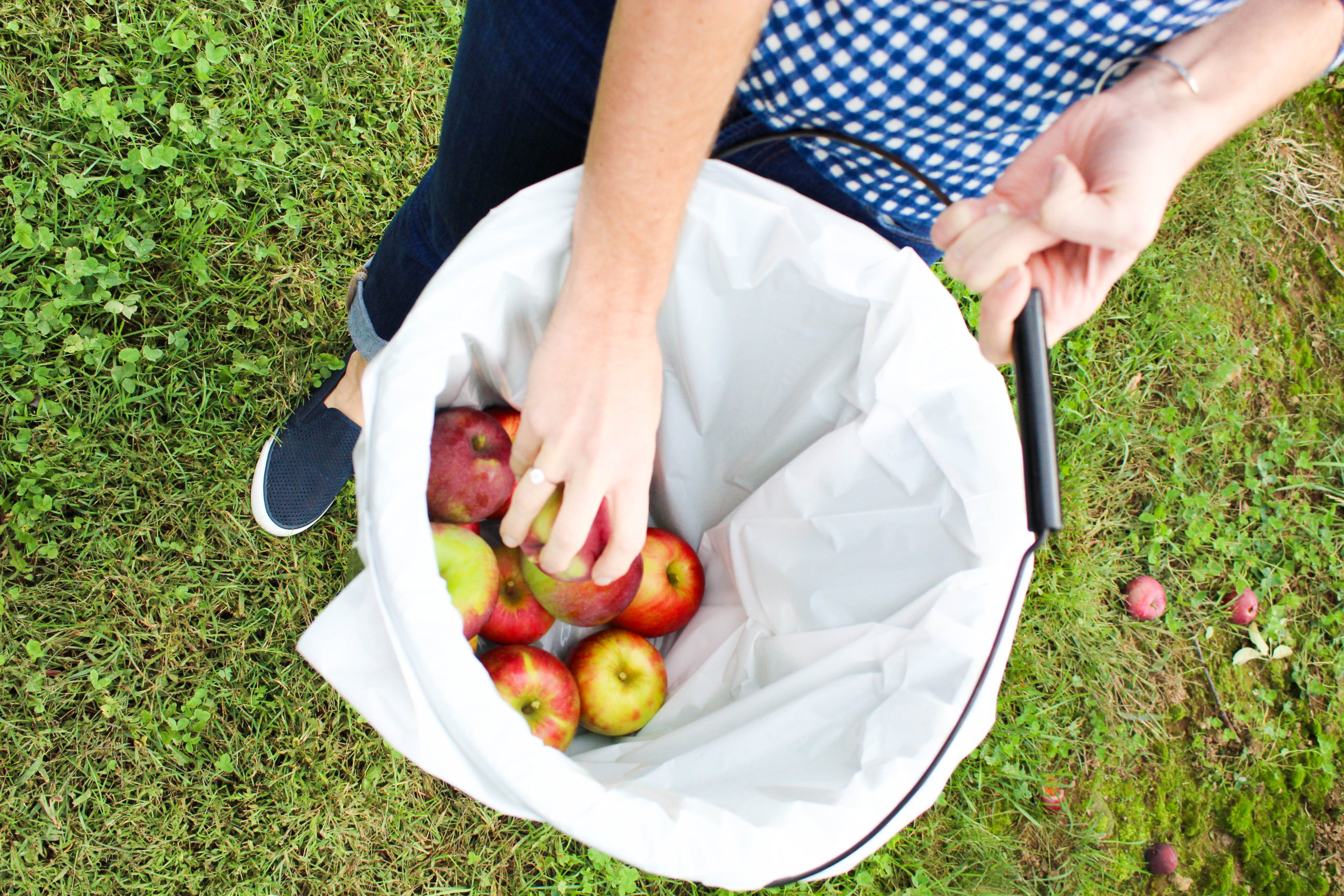 Apples